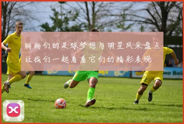 狗狗们的足球梦想与明星风采盘点让我们一起看看它们的精彩表现